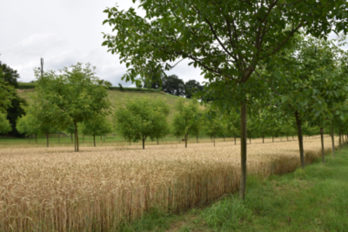 Agroforesterie