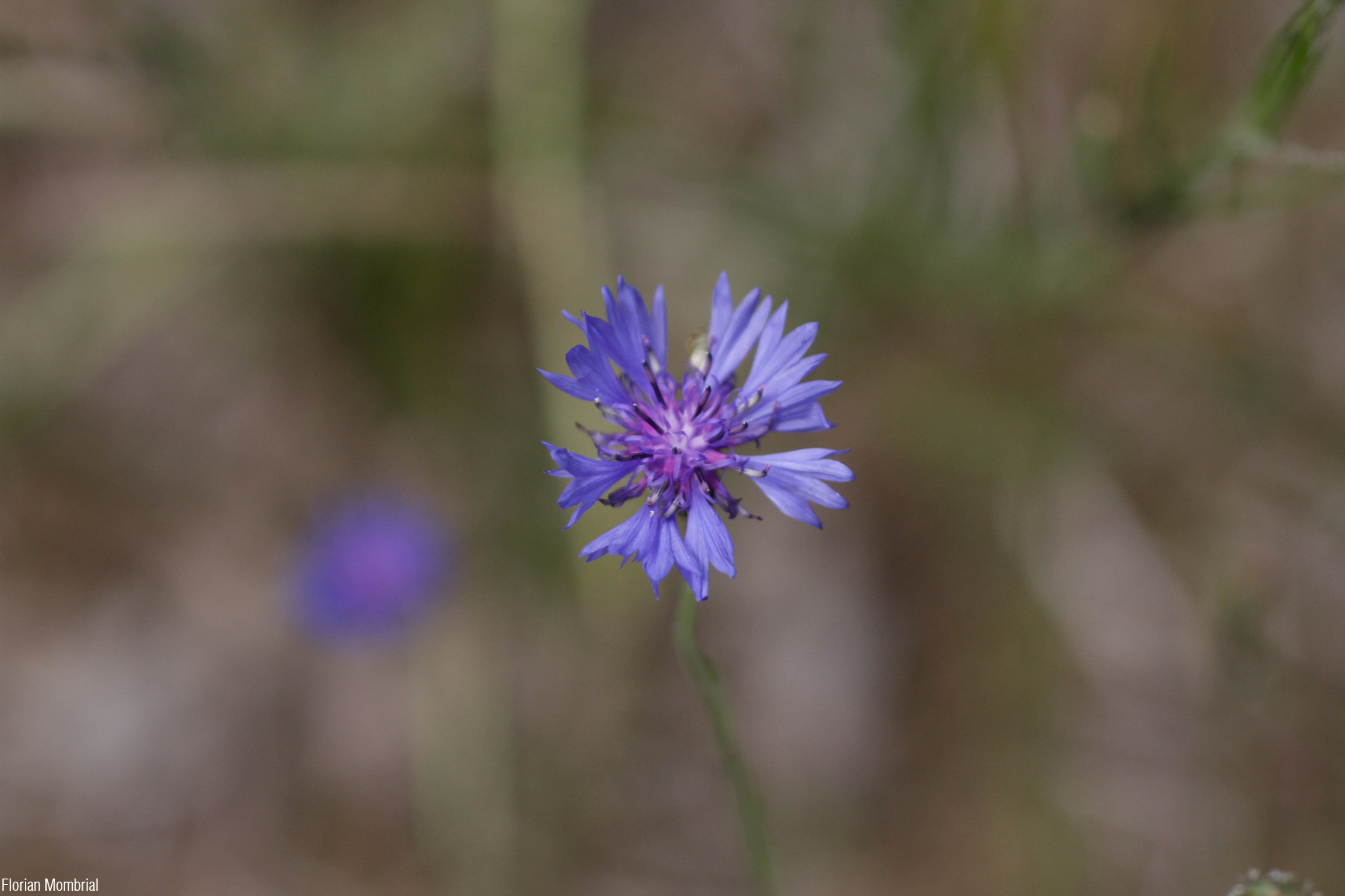 Centaurea_cyanus_florian Mombrial
