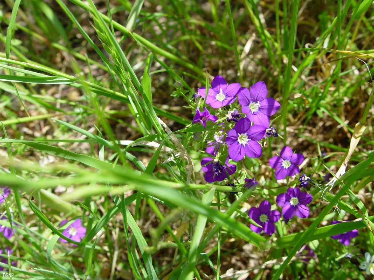 Legousia_speculum_veneris_DGNP