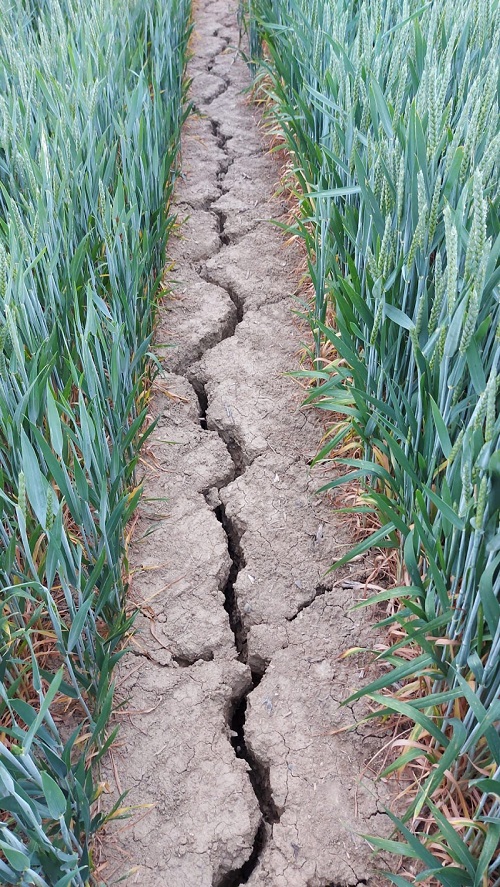 irrigation