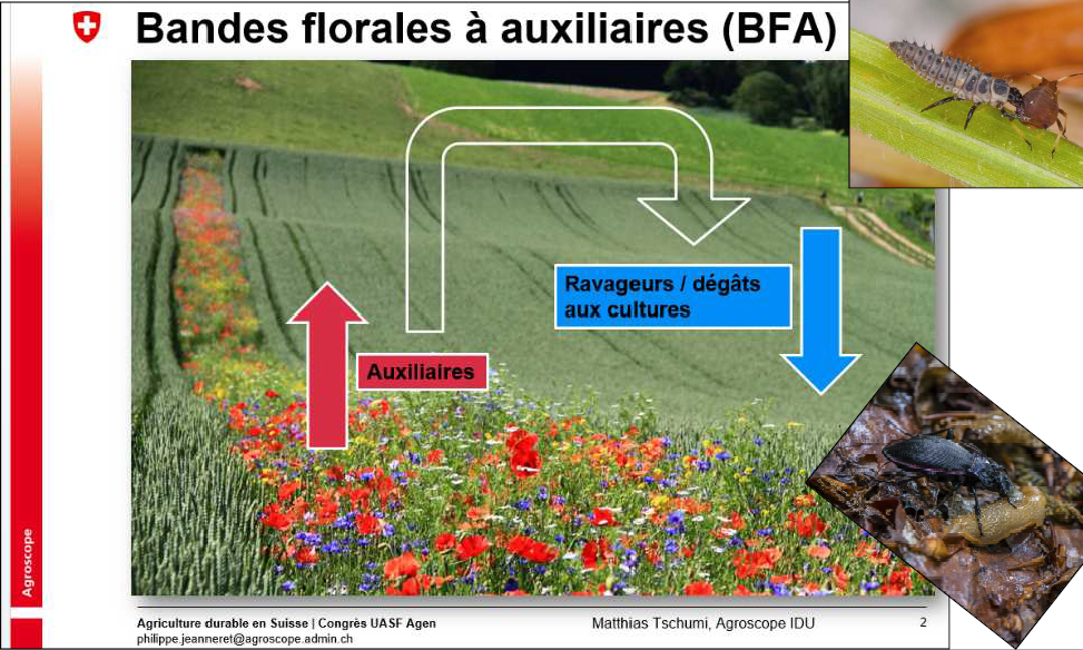 Auxiliaire culture